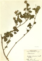 藏品(冬葵子)的圖片